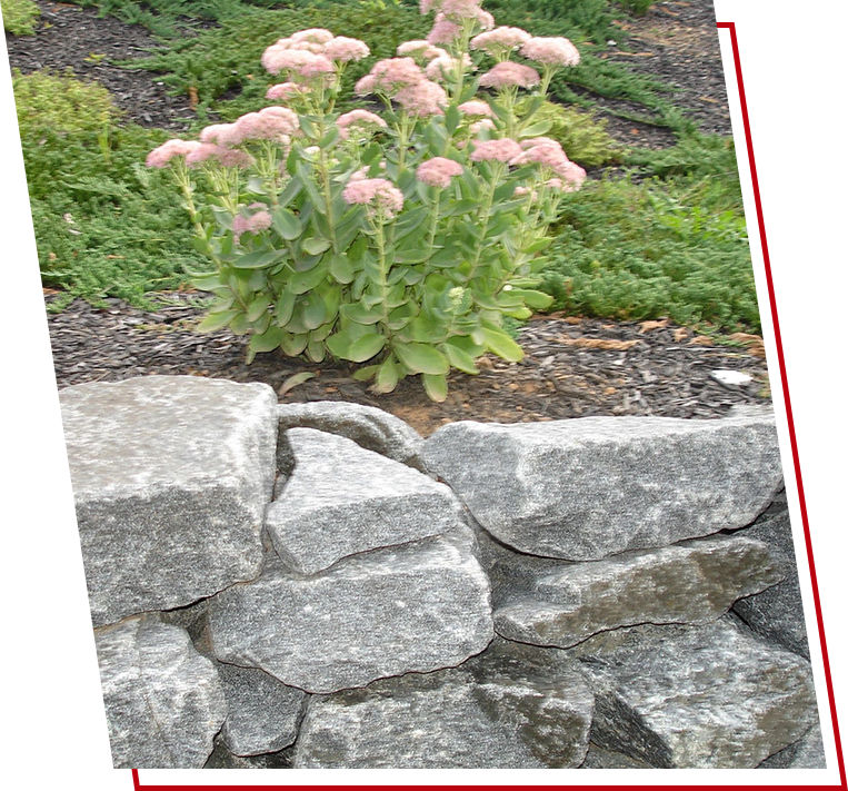 A flower growing in the middle of a stone wall.